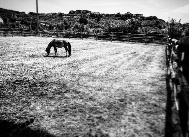 Agriturismo Quattro Pini Castagneto Carducci Dış mekan fotoğraf